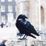 Un corvo della Torre di Londra