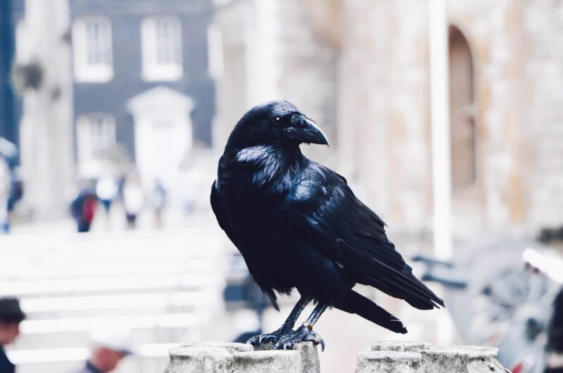 Un corvo della Torre di Londra