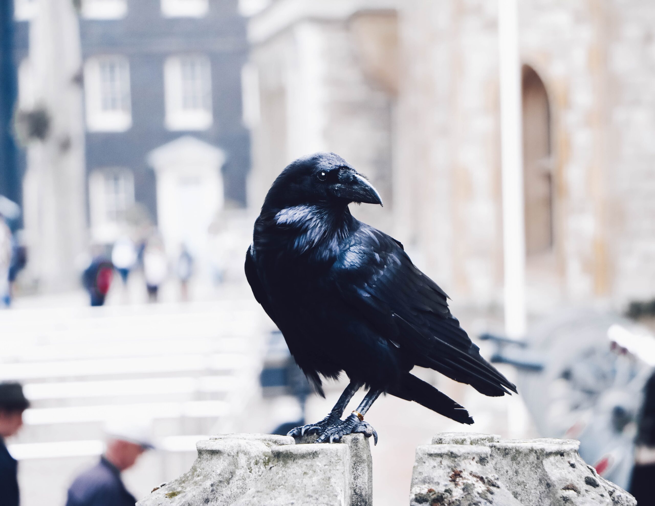 Un corvo della Torre di Londra