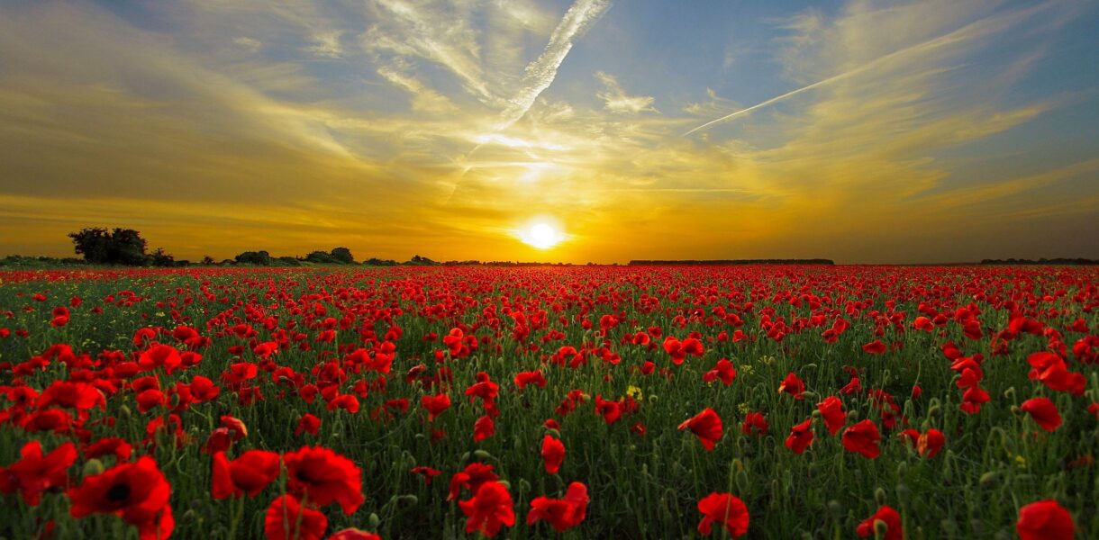 Campo di papaveri al tramonto