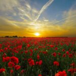 Campo di papaveri al tramonto