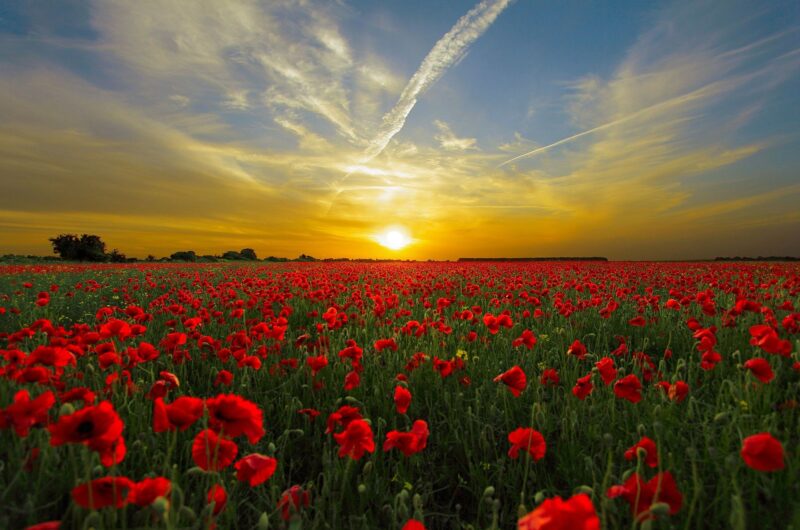 Campo di papaveri al tramonto